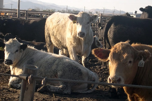 
                    Most people only get a glance and a whiff of the Harris Ranch feedlot as they speed past it on Interstate 5.  Here's a close-up.
                                            (Krissy Clark)
                                        