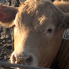 The Feedlot Up Close