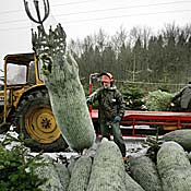Nordmann trees in Denmark. 