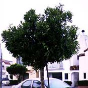 A small-leaf tristania in San Francisco 