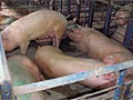 Hog farm