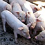 Piglets raised by Mamanuel Rampai