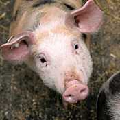 A pig 