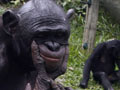 Bonobos in the Democratic Republic of the Congo