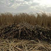 A sugar-cane field with chopped sugar cane 