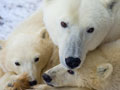 A mother polar bear and cubs