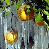 Icicles cover an orange grove in Florida 