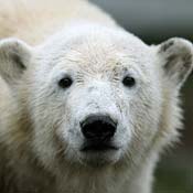 Knut the polar bear 