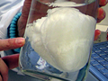 Pig heart without cells