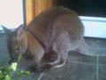 Wallaby