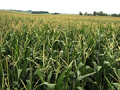 Cornfield