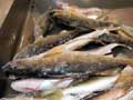 Frozen walleye