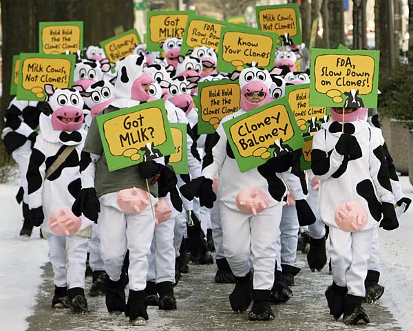 
                Demonstrators wearing cow costumes march along Washington, D.C.'s Pennsylvania Avenue toward the U.S. Capitol in February 2007. They were protesting the FDA's stance on allowing meat and milk from cloned cows to be allowed into the American food system.
                                    (Chip Somodevilla/Getty Images)
                                