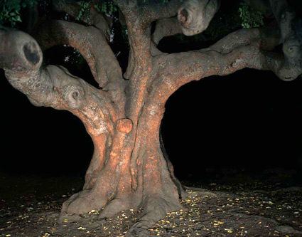
                    An image from Ken Gonzalez-Day's "Lynching in the West," a book that examines the lynchings of Latinos, Native Americans and Asians in California. It is comprised of historical accounts and Gonzalez-Day's present-day photographs of the trees where the crimes were perpetrated.
                                            (Ken Gonzalez-Day)
                                        