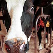 Cows await milking at a dairy farm in Epsom, N.H. 