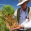 Carl Hodges holds a salicornia plant.