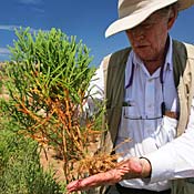 Carl Hodges holds a salicornia plant. 