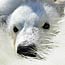 A polar bear cub in the Canadian Arctic