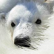 A polar bear cub in the Canadian Arctic 