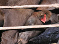 Loading infected cattle
