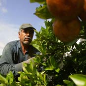 Guest worker picks fruit 