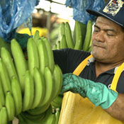 Banana tester in Costa Rica 
