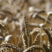 Close-up of a wheat field 