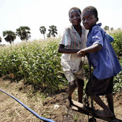Malawian children pump water for field irrigation 