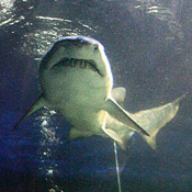 Shark 