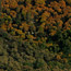 Cattle graze next to a forest in Bakersfield