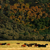 Cattle graze next to a forest in Bakersfield 