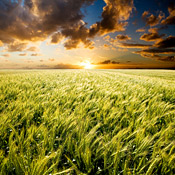 american farm 
