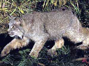 Lynx Size