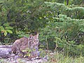 Canada lynx