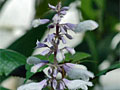 Salvia divinorum