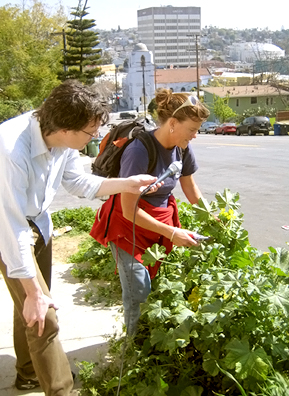 
                    Weekend America co-host Bill Radke and Nance Klehm forage for food with the Los Angeles skyline in the background.
                                            (Suzie Lectenberg)
                                        