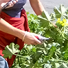 Searching for Greens in the City