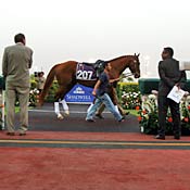 Race horse