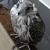 A falcon at the Dubai Falcon Hospital 