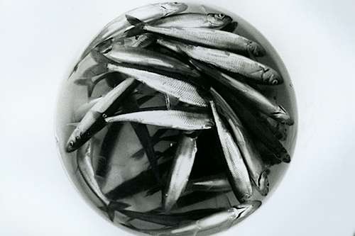 
                    A bucket of rainbow smelt caught at Leighton's smelt camp in Bowdoinham, Maine.
                                            (Sarah Breul/Salt Institute for Documentary Studies)
                                        