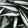 Bucket o' Smelt
