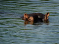 Hippo in Kruger National Park