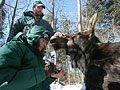Collaring moose