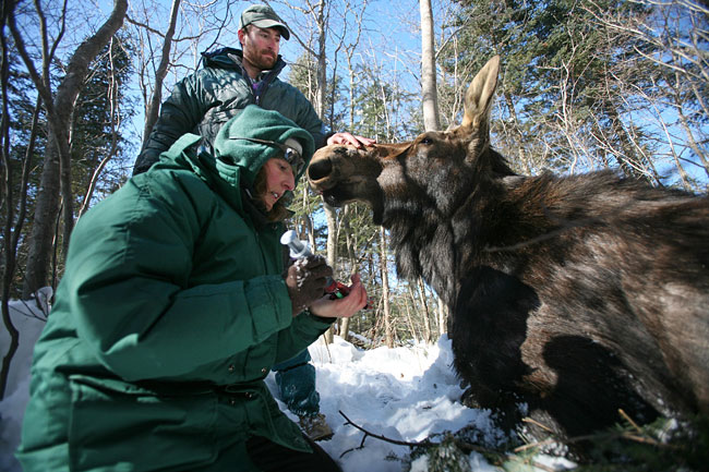 Moose In Zoo