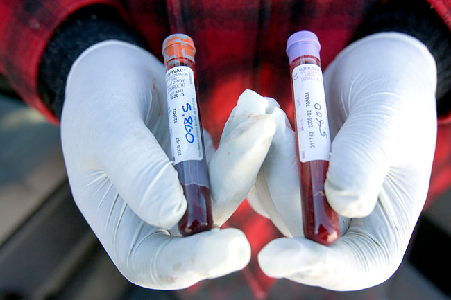 Researchers collect blood samples from each moose they capture. The one on the left is for serum collection. The vial on the right contains whole blood.
