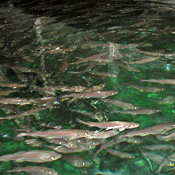 Juvenile cods in a unit of a fish farm 