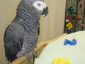 Alex the parrot