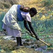 woman working soil 
