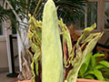 Corpse flower