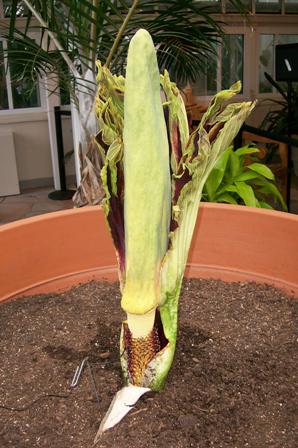 Rare corpse flower blooming at